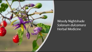 Woody Nightshade   Solanum dulcamara   Herbal Medicine Benefits