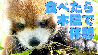 【レッサーパンダ】食べたら木陰で休憩･･･円実　Red Panda MARUMI at Maruyama Zoo