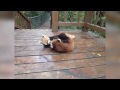 adorable red pandas play wrestling tap out