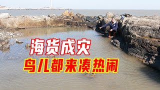 第一次盘的300平大坑撒60斤猪血，坑底海货成灾，游客当场收购光