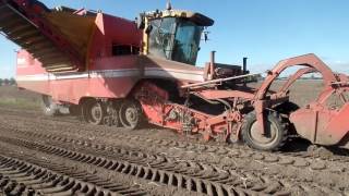 AARDAPPELS ROOIEN MET DE GRIMME TECTRON 415 IN WOUW