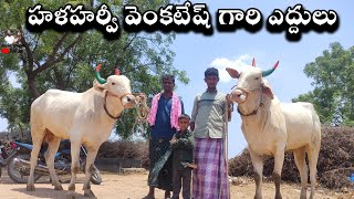 Halaharvi venkatesh kilara Oxes videos// Big size Kilara videos halaharvi venkatesh