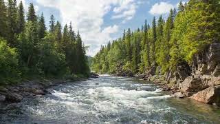 1 Hour Nature Relaxation Film Relaxing Music Meditation Music Jungle HD