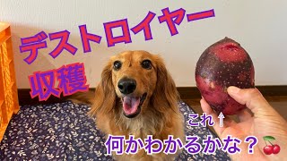 グランドペチカ(別名デストロイヤー)収穫🍒