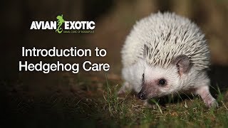 Introduction to Hedgehog Care
