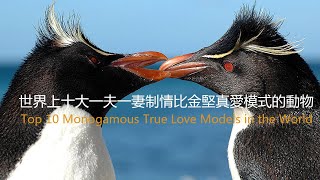 世界上十大一夫一妻制情比金堅真愛模式的動物Top 10 Monogamous True Love Models in the World