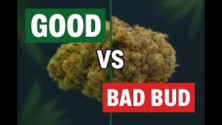 How to Tell Top-Shelf Cannabis from Trash Flower