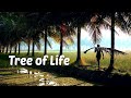 Coconut Palm - Kerala's Tree of Life | State Tree of Kerala | Kerala Tourism