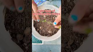 How to grow turtle vine's cuttings in the right way👍😲#shorts #youtubeshorts #gardening #turtlevine