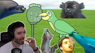 NymN reacts to Top 10 Animals That Love Being High