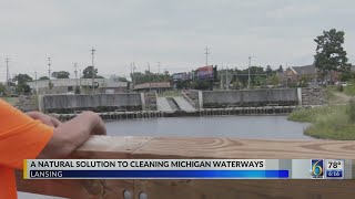 A Natural Solution to cleaning Michigan waterways