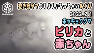 【旭山動物園】鳴く子抱き寄せてよしよしピリカまま🐻‍❄️ちっちゃなあくび赤ちゃん🐻‍❄️(2/1) [Asahiyama Zoo] Polar bear, Pirika and her baby.