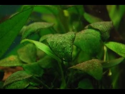 Brown Algae eradication - Subscriber Shoutout Brown Algae eradication - Subscriber Shoutout
