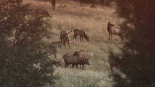 Bull Elk Sounds: Bugles, Barks, Grunts and More