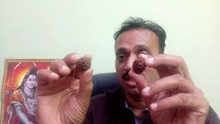 ರುದ್ರಾಕ್ಷಿ,Original Rudraksha | Original Rudraksha Test | Test of Rudraksha | original or fake  Test