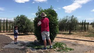 Podando el laurel. Primera parte