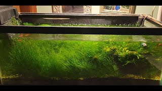 Office Tank Get A Serious Plant Trimming (B\u0026A)