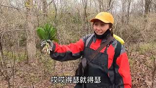 卤蛋一行人上山见啥都采，小姨采了一把山葱直显摆。