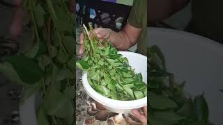 கறிவேப்பிலை இவ்ளோ விலையா | curry leaves price| Saudi tamilcouple | Cauvery Thendral #shorts