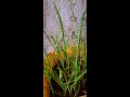 Grow garlic chives at home 🙂☘🌿🙃#shorts #Plantation #garlic chives #photography