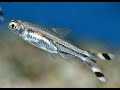 Aquarium Fish Species Profile: Scissortail Rasbora(Rasbora trilineata)