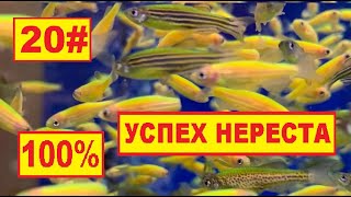 20# 100% УСПЕХ СЕКРЕТ ДЛЯ НЕРЕСТА ДАНИО