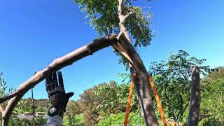 Invasive Gunpowder Tree Removals