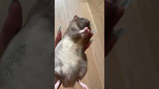 Толстая крыса.  #rat #animal #животные #крыса