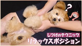 【助けてください】暴れん坊の愛犬にリラックスポジションを試してみたら...【トイプードル×マルチーズ】