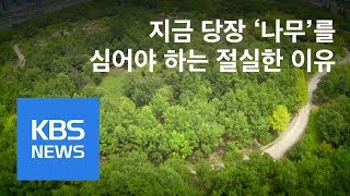 공기청정기 나무…초미세먼지 최대 40% 저감 | KBS뉴스 | KBS NEWS