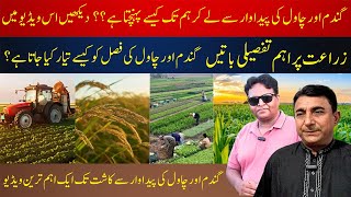 Wheat aur Rice Farming Ka Safar | Kasht Se Tayari Tak