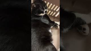 おはなししてくれるハチワレ猫😸まだ眠たいね〜tuxedo-catざきお【猫動画】