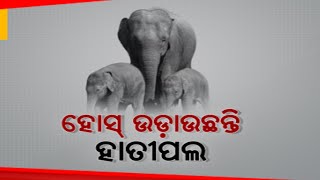 ତାଲଚର ବ୍ଲକରେ ହାତୀମାନଙ୍କର ଆତଙ୍କ | ବନବିଭାଗର ବିଫଳତା ଉପରେ ଗ୍ରାମବାସୀ ଅସନ୍ତୋଷ ପ୍ରକାଶ କରିଛନ୍ତି