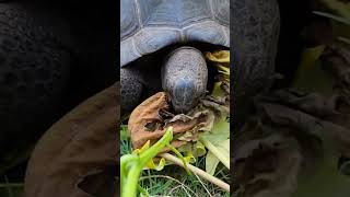 Tortoise making crunchy noises with dry papaya leaf