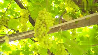 Grape valley in Turpan region,China’s Xinjiang