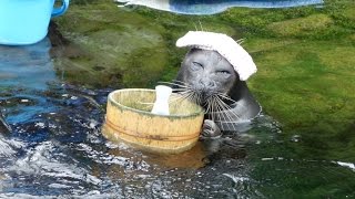 【子供と遊びに行こう】アザラシも極楽？箱根園水族館　アザラシショー編