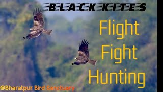 Black Kites in action