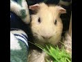 モルモットの新しいお友達【その3】🐹🌟3歳 shorts guineapig 天竺鼠