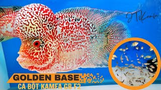 Bột Kamfa Golden Base F2 Siêu VIP ( Điều Bất Ngờ Chưa Từng Có)