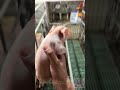 pig cute pig 2 shorts funnyvideo pig sleeping 豬