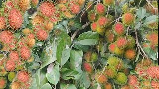 KEBUN RAMBUTAN SELUAS 2 HEKTAR TIDAK LAKU PEMILIK KEBUN AUTO..!!