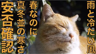 春なのに真冬並の寒さの中野良猫の安否確認