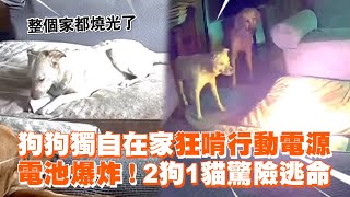 整個家燒光...狗狗獨自在家狂啃行動電源　電池爆炸！2狗1貓驚險逃命Dog sets house on fire after chewing on battery pack｜美國｜寵物動物