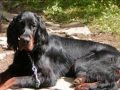 My life with gordon setter