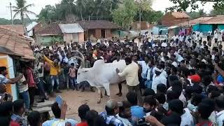 ಪ್ರಚಾರದ ವೇಳೆ ಅಡ್ಡ ಬಂದ ಬಸವ ಯಾರಿಗೂ ಜಗ್ಗದೆ ರಸ್ತೆಯಲ್ಲೇ ನಿಂತಿದ್ದ ಬಸವನನ್ನು ಪ್ರೀತಿಯಿಂದ ಪಕ್ಕಕ್ಕೆ ಸರಿಸಿದ ಚಾಲೆ