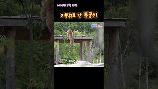 지붕위로 간 무궁이 (2024. 5.15.)(봉화sun)(호랑이숲) #tiger #zoo #animals