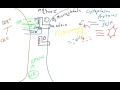 MHC I antigen processing