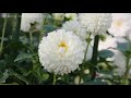 8k footage elegant dahlia【華麗な花 ダリア_8k】