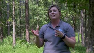 Part1 SFI and Forestry Management