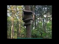 Snake climbing the tree l Python climbing tree